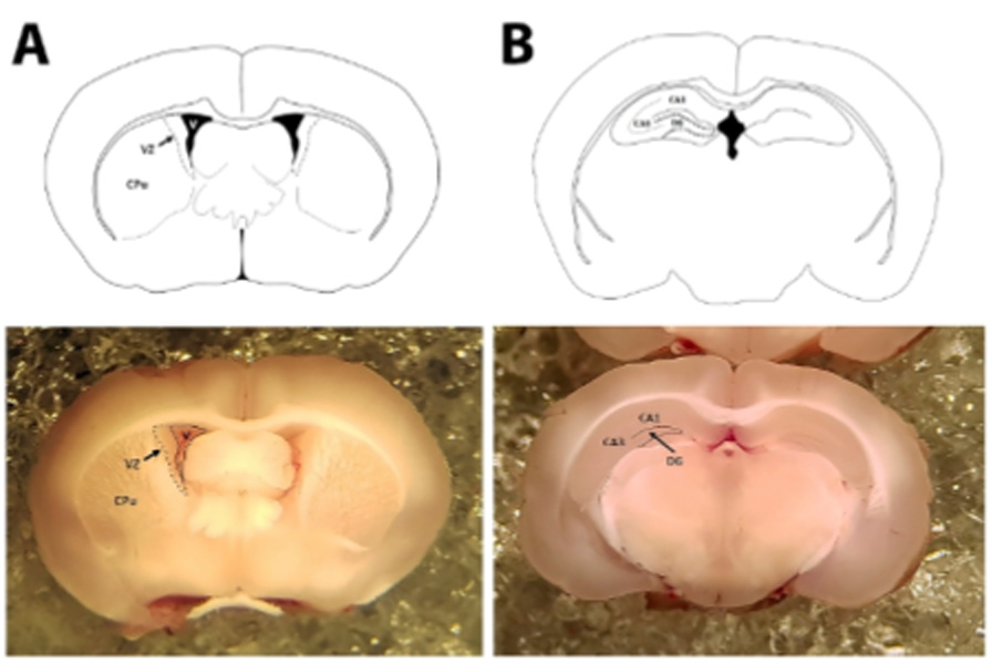 Culture of Neurospheres Derived from the Neurogenic Niches in Adult Prairie Voles