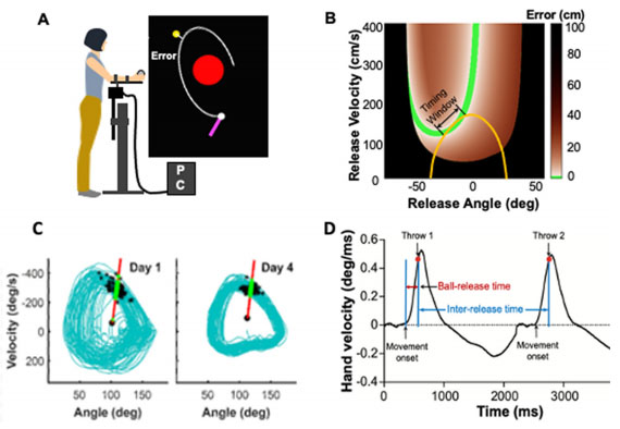 Neural Encoding and Representation of Time for Sensorimotor Control and Learning